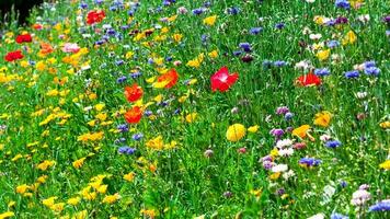 vackra färgglada blommor foto