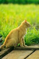skön vild katt bor i de tropisk skog av indonesien foto