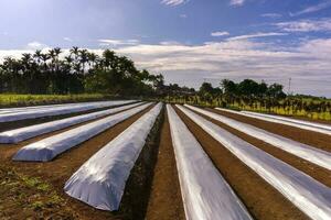 bengkulu, Indonesien, 2023 - by liv med jordbrukare arbetssätt i de ris fält foto