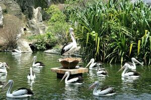 flock av pelikaner i de Zoo foto