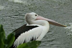 flock av pelikaner på de sjö foto