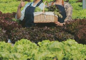 kvinna trädgårdsmästare inspekterar kvalitet av grön ek sallad i växthus trädgårdsarbete. kvinna asiatisk hortikultur jordbrukare odla friska näring organisk sallad grönsaker i hydroponiska jordbruksnäringen odla. foto