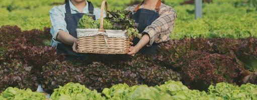 kvinna trädgårdsmästare inspekterar kvalitet av grön ek sallad i växthus trädgårdsarbete. kvinna asiatisk hortikultur jordbrukare odla friska näring organisk sallad grönsaker i hydroponiska jordbruksnäringen odla. foto