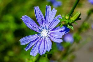 skönhet vild växande blomma cikoria vanlig på bakgrund äng foto