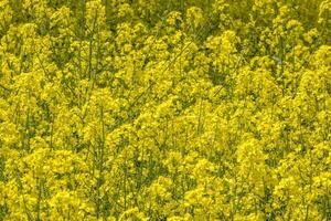 fält av vackra vårens gyllene blomma av raps med blå himmel, rapsraps i latin brassica napus med landsväg och vackra moln, raps är växt för grön industri foto