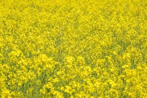 fält av skön springtime gyllene blomma av raps, raps raps i latin brassica napus, rapsfrö är växt för grön industri foto