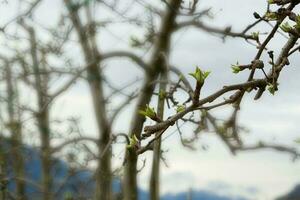 äpple träd blomma knoppar foto