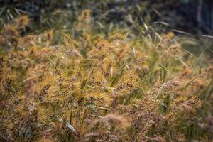 vild gräs, torr gul gräs med röd insekt begrepp Foto. foto