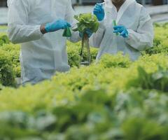 två asiatisk jordbrukare inspekterande de kvalitet av organisk grönsaker vuxen använder sig av hydroponics. foto