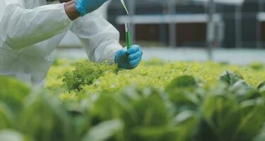 två asiatisk jordbrukare inspekterande de kvalitet av organisk grönsaker vuxen använder sig av hydroponics. foto