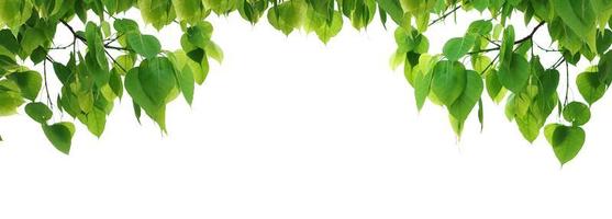 Bodhi grönt blad träd isolerad på vit bakgrund