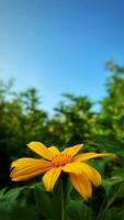 gul blomma med blå himmel och grön gräs bakgrund, tithonia diversifolia mexikansk solros för presentationer och däck information grafisk, skriva ut layout beläggning bok, tidskrift sida, annons foto