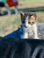 kattunge lekfull Evolution, från ludd till kattdjur foto