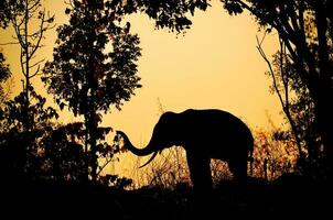 asien elefant i skogen foto