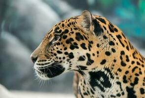 jaguar panthera onca foto