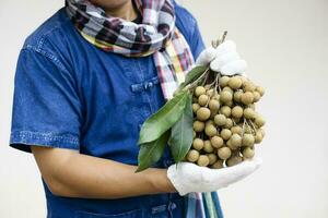 närbild bondens händer innehar longan frukter. begrepp , organisk och exportera lantbruk gröda i thailand. säsong- frukt den där kan vara uppäten som färsk, efterrätt , bakad eller bearbetas mat. foto