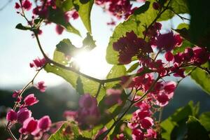 rosa blomma bakgrund solsken foto