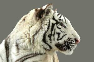 vit bengalisk tiger isolerad foto