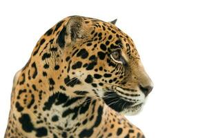 jaguar panthera onca isolerat foto