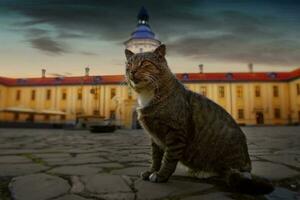 de katt i de gammal slott. mystisk katt på de bakgrund av en retro byggnad och en mörk himmel. foto