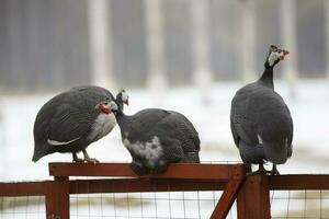 guinea fjäderfä inhemsk fåglar är Sammanträde på de staket. foto