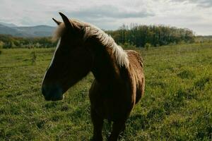 häst i de fält däggdjur djur natur resa foto