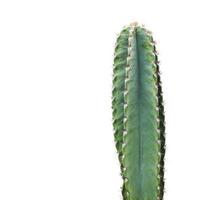 kaktus isolerad på vit bakgrund minimal sommar med urklippsbana foto