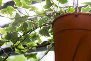 engelsk murgröna eller hedera helix i blomkruka på balkongen hem och trädgård