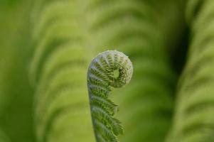 ung ormbunke planta unfurling foto