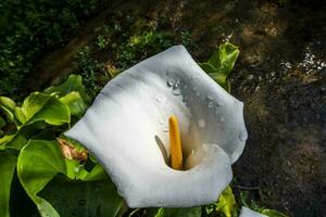 2023 04 01 mossano Zantedeschia aethiopica 7 foto