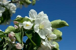 rosa och vit äpple blomma blommor på träd i springtime foto