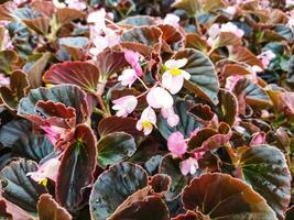 rosa Färg av begonia grandis den där trivs i de trädgård foto