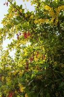 blommande berberis träd med röd frukt på solnedgång foto