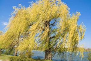 blåsigt pilträd vid sjön i herastrau parkerar, bukarest, rumänien
