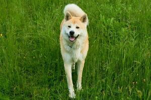 förtjusande akita inu Framställ foto