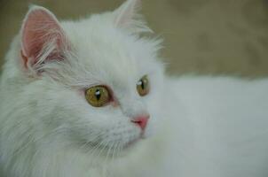 porträtt av en vit katt med grön ögon foto