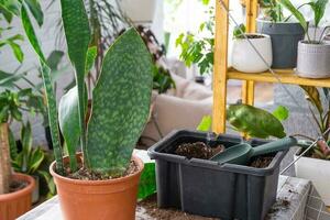 repotting en Hem växt saftig sansevieria masoniana stor blad in i ny pott. omtänksam för inlagd växt foto