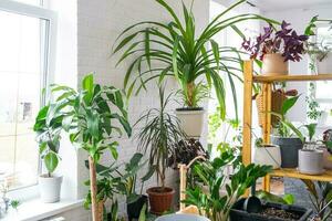 hyllor med en grupp av inomhus- växter i de interiör. krukväxt växande och omtänksam för inomhus- växt, grön Hem foto