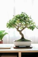 konst av bonsai avtäckt nybörjare guide med fantastisk vit fotografera av ficus bonsai foto