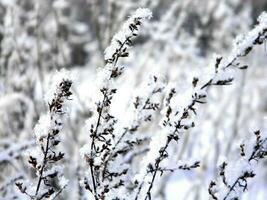landskap natur snö vinter- växter foto