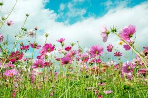 kosmos blomma vit rosa Färg i fält foto