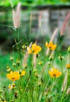 kosmos blomma blomma skön foto