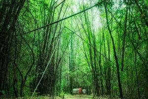 bambu lund djup skog foto