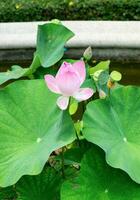 rosa lotus, vatten lilly, öppen blomma skön foto
