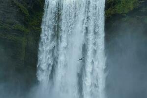 fiskmås fågel flygande genom skogafoss vattenfall i sommar på island foto