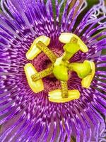 passiflora är en klättrande växt ursprung från amerika. detta växt kan vara Begagnade som ett dekorativ växt passiflora vitifola, paasiflora racemosa och som mat för passionen frukt, passifora edulis foto