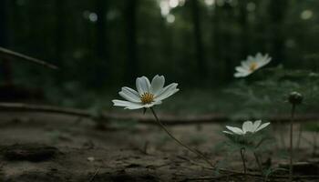 färsk gul daisy blomma i lugn äng, selektiv fokus genererad förbi ai foto