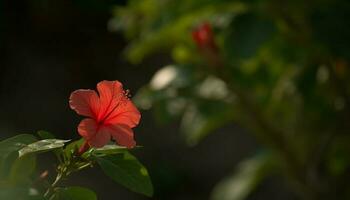 vibrerande hibiskus blomma i formell trädgård, omgiven förbi färgrik lövverk genererad förbi ai foto