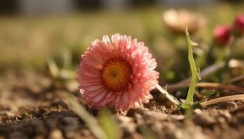 vibrerande daisy bukett ställer ut natur skönhet i mång färgad äng genererad förbi ai foto