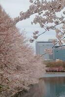 sakura körsbär blomma tagen i vår i japan foto